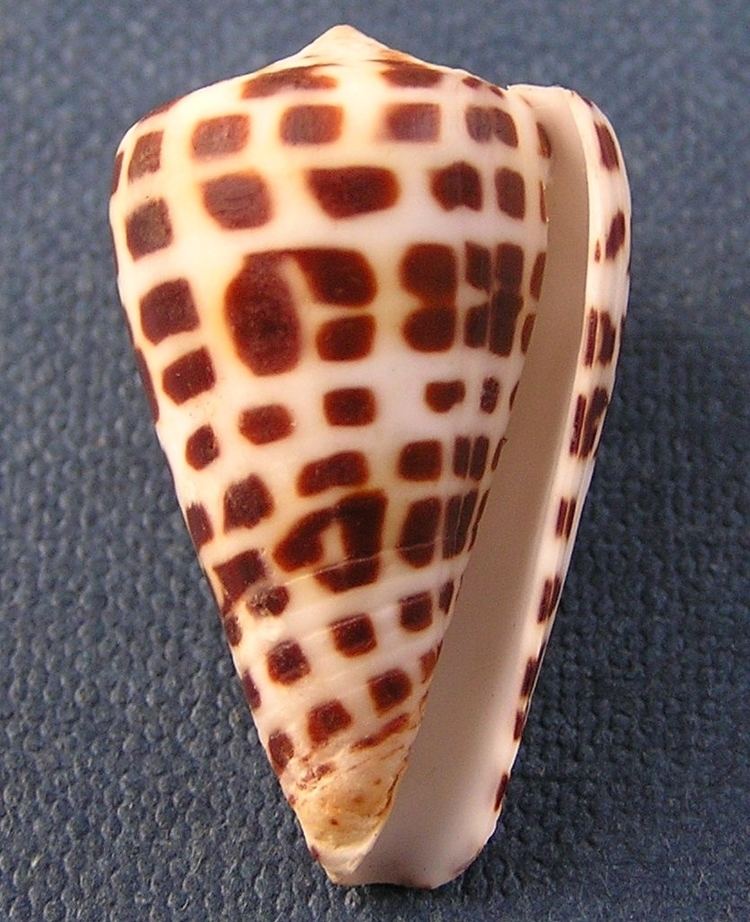 Conus ebraeus FileConus ebraeus 002jpg Wikimedia Commons