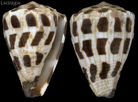 Conus ebraeus Virroconus ebraeus
