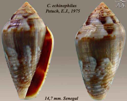 Conus echinophilus