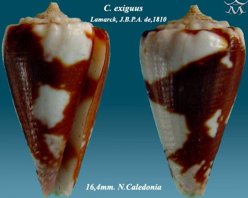 Conus exiguus