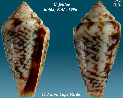 Conus felitae