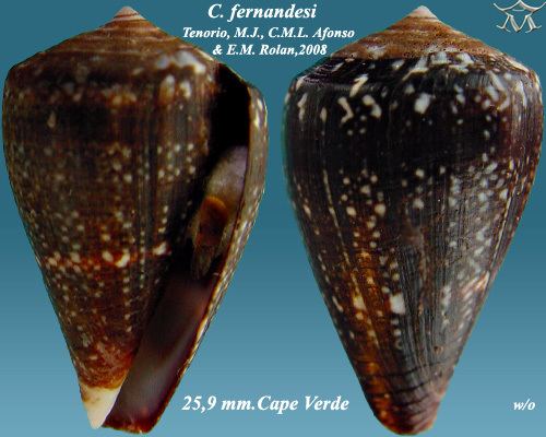 Conus fernandesi