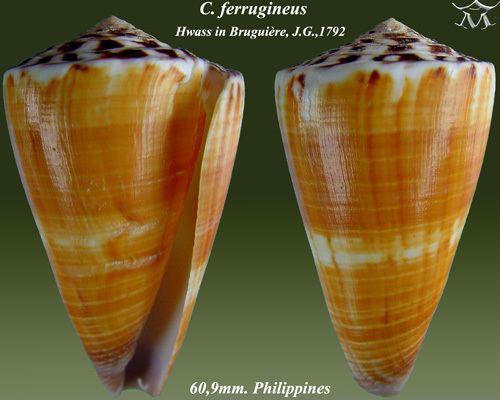 Conus ferrugineus