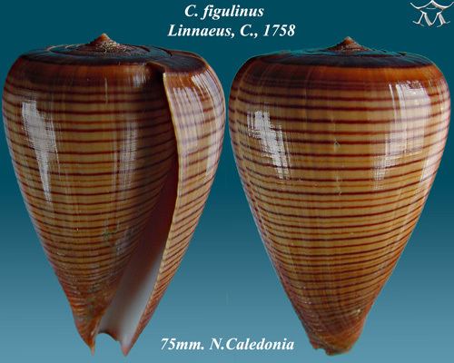 Conus figulinus Conus figulinus Linnaeus 1758 Checklist View