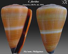 Conus flavidus httpsuploadwikimediaorgwikipediacommonsthu