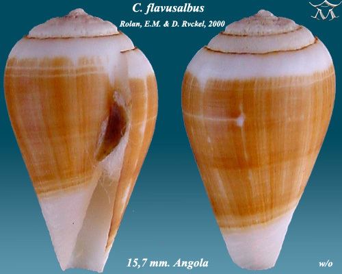 Conus flavusalbus