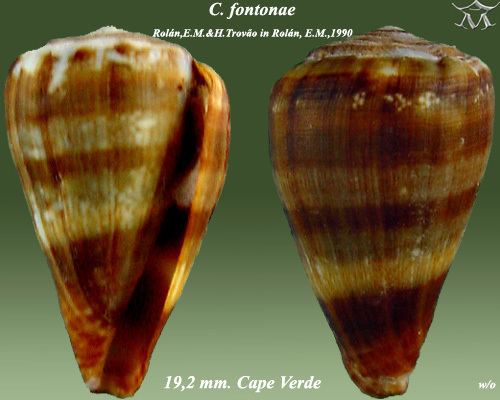 Conus fontonae