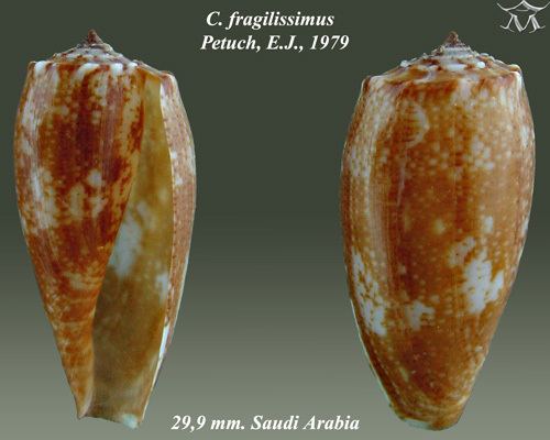 Conus fragilissimus