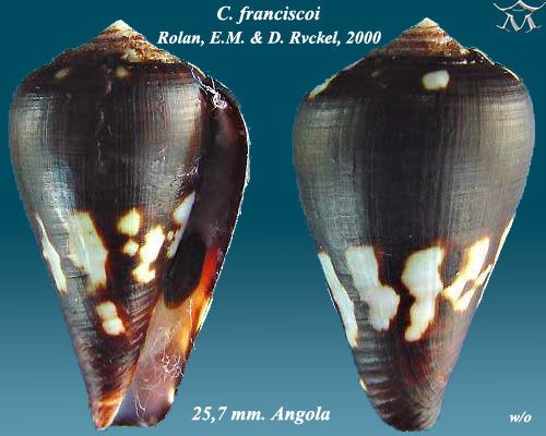 Conus franciscoi