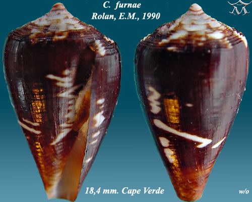 Conus furnae