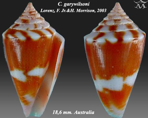 Conus garywilsoni