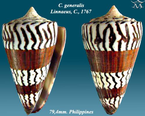 Conus generalis Conus generalis Linnaeus 1767 Checklist View