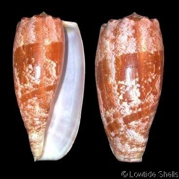 Conus geographus 1000 ideas about Conus Geographus on Pinterest Cone snail