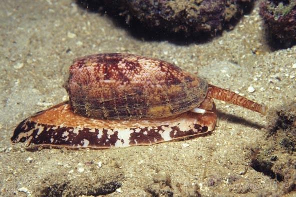 Conus geographus Geographic Cone Snail Conus geographus Our Wild World