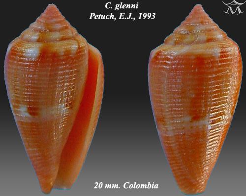 Conus glenni