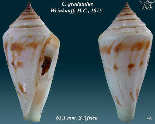Conus gradatulus