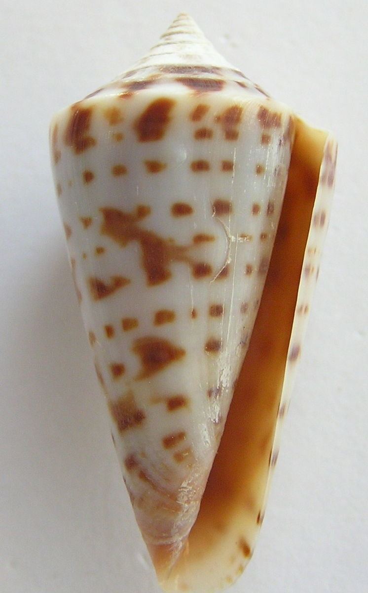 Conus gradatus