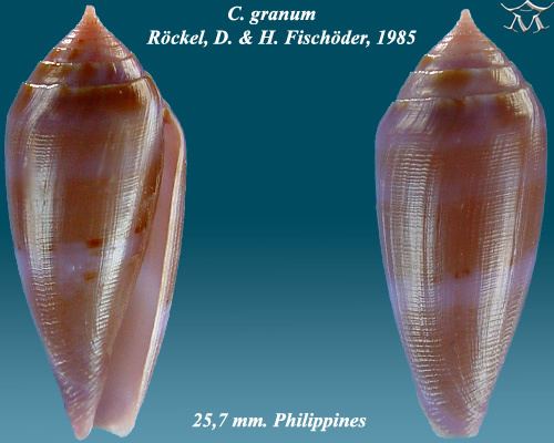 Conus granum