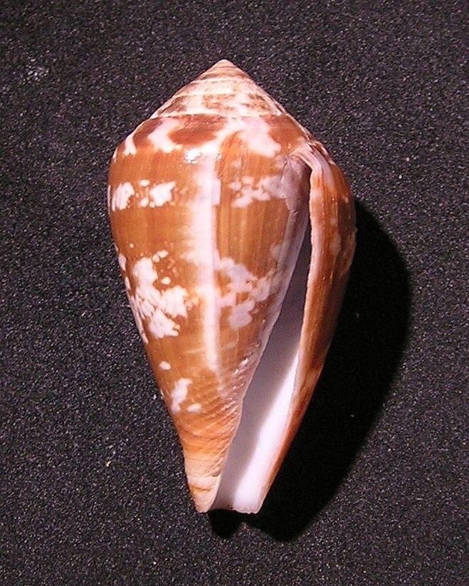 Conus guinaicus