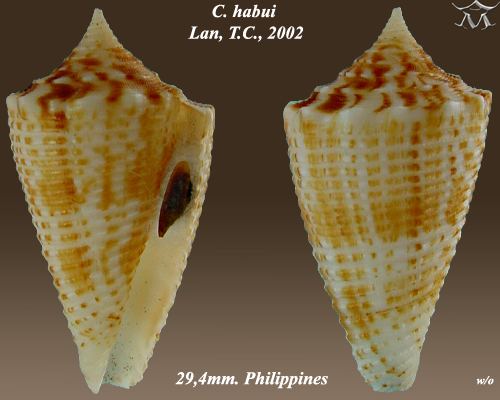 Conus habui