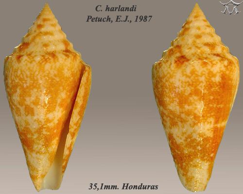 Conus harlandi