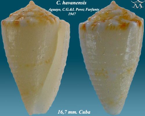 Conus havanensis