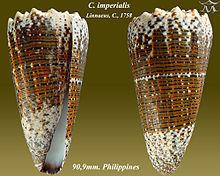 Conus imperialis httpsuploadwikimediaorgwikipediacommonsthu