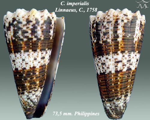 Conus imperialis FileConus imperialis 6jpg Wikimedia Commons