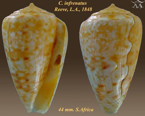 Conus infrenatus