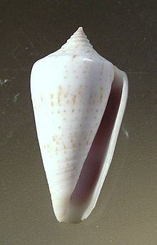 Conus iodostoma httpsuploadwikimediaorgwikipediacommonsthu