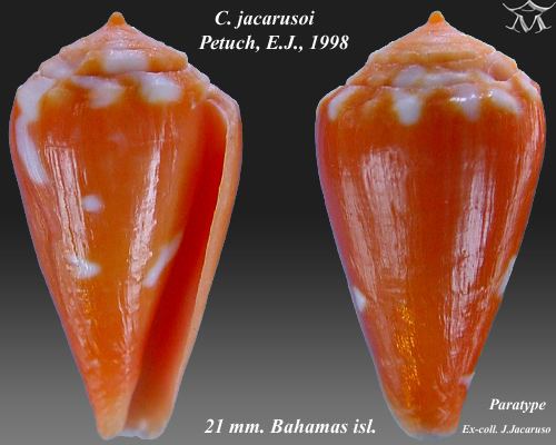 Conus jacarusoi