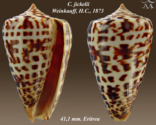 Conus jickelii