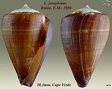 Conus josephinae httpsuploadwikimediaorgwikipediacommonsthu