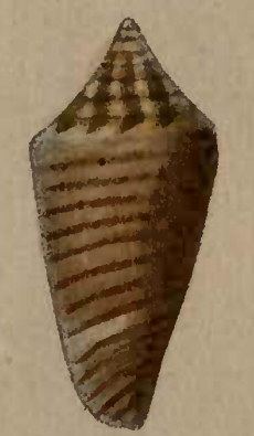 Conus largilliertii