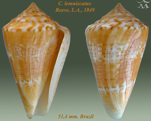 Conus lemniscatus
