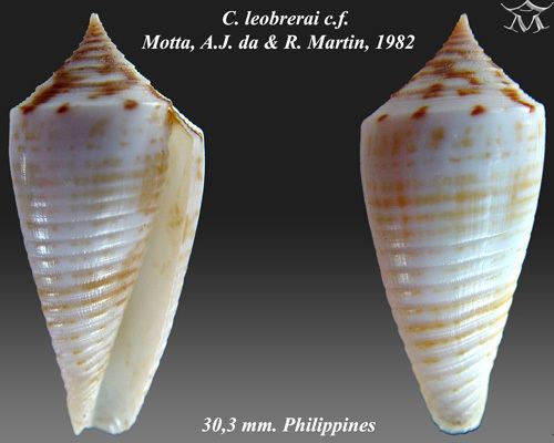 Conus leobrerai