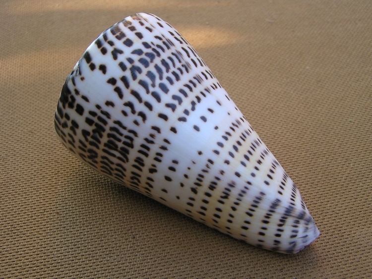 Conus Leopardus - Alchetron, The Free Social Encyclopedia