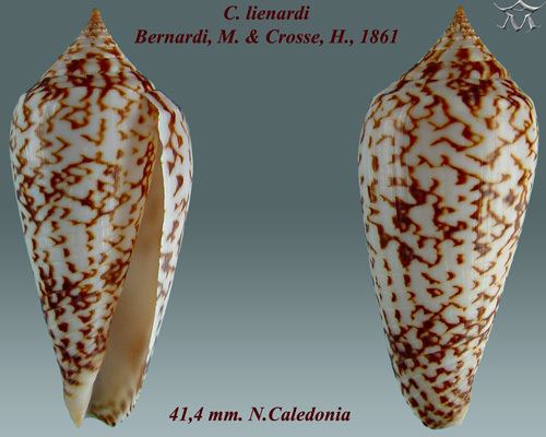 Conus lienardi