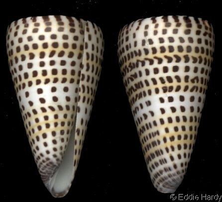 Conus litteratus Strategoconus litteratus