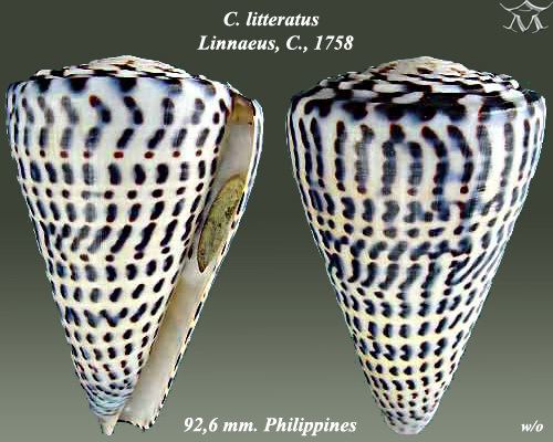 Conus litteratus FileConus litteratus 3jpg Wikimedia Commons