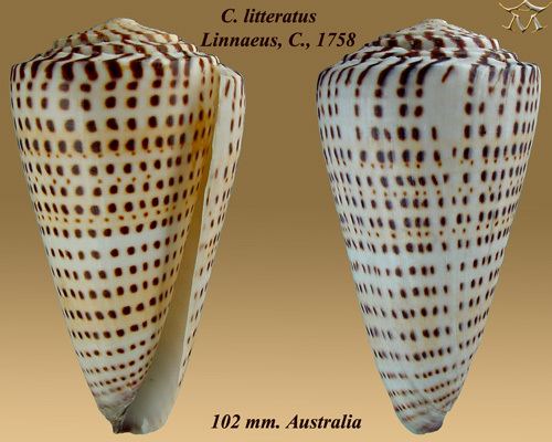 Conus litteratus FileConus litteratus 1jpg Wikimedia Commons