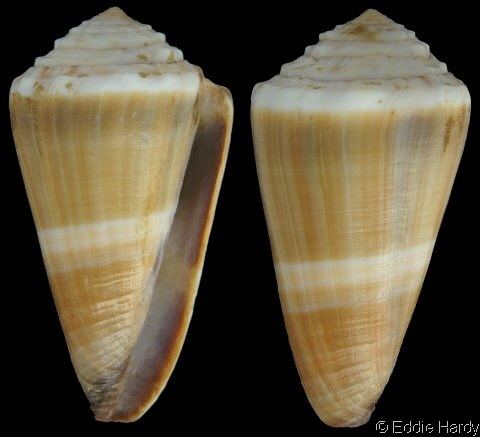 Conus lividus Lividoconus lividus