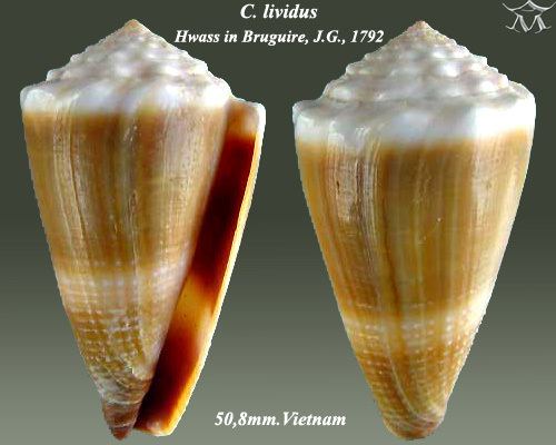 Conus lividus httpsuploadwikimediaorgwikipediacommons33