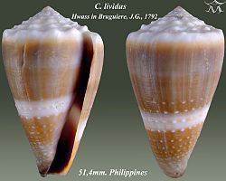 Conus lividus Conus lividus Wikipedia la enciclopedia libre