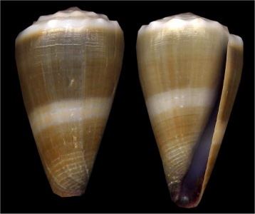 Conus lividus SEASHELL COLLECTORS Conus lividus and its related cone shells