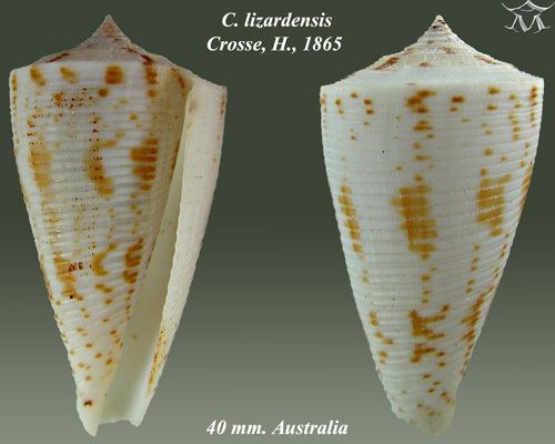 Conus lizardensis