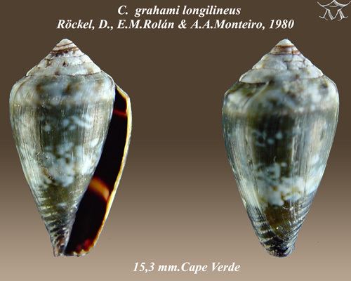 Conus longilineus