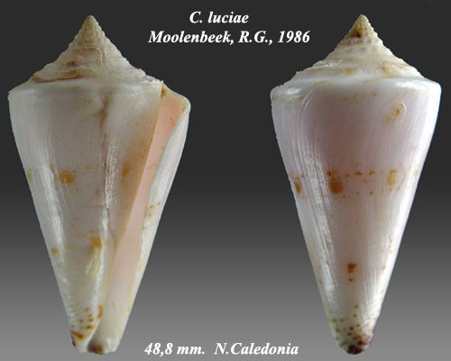 Conus luciae