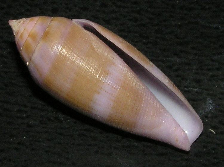 Conus luteus
