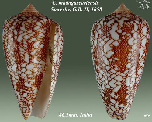 Conus madagascariensis